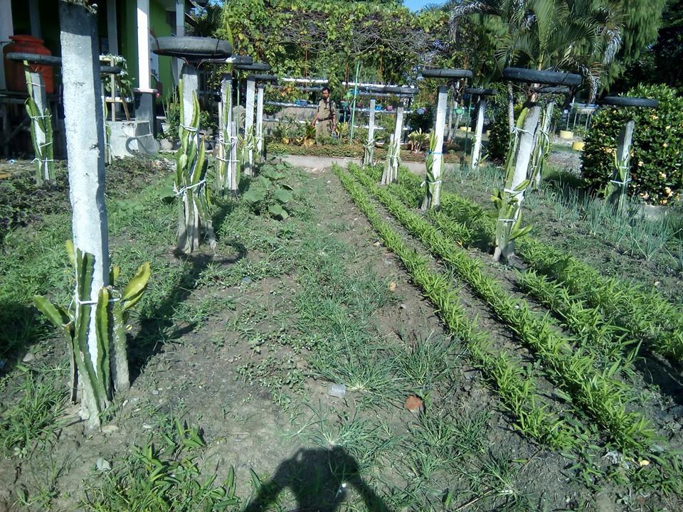 Kreatif, BPP Bone Bone Tanam 6 Jenis Sayuran dan 20 Pohon Buah Naga di Lahan Seluas 6 x 4 Meter
