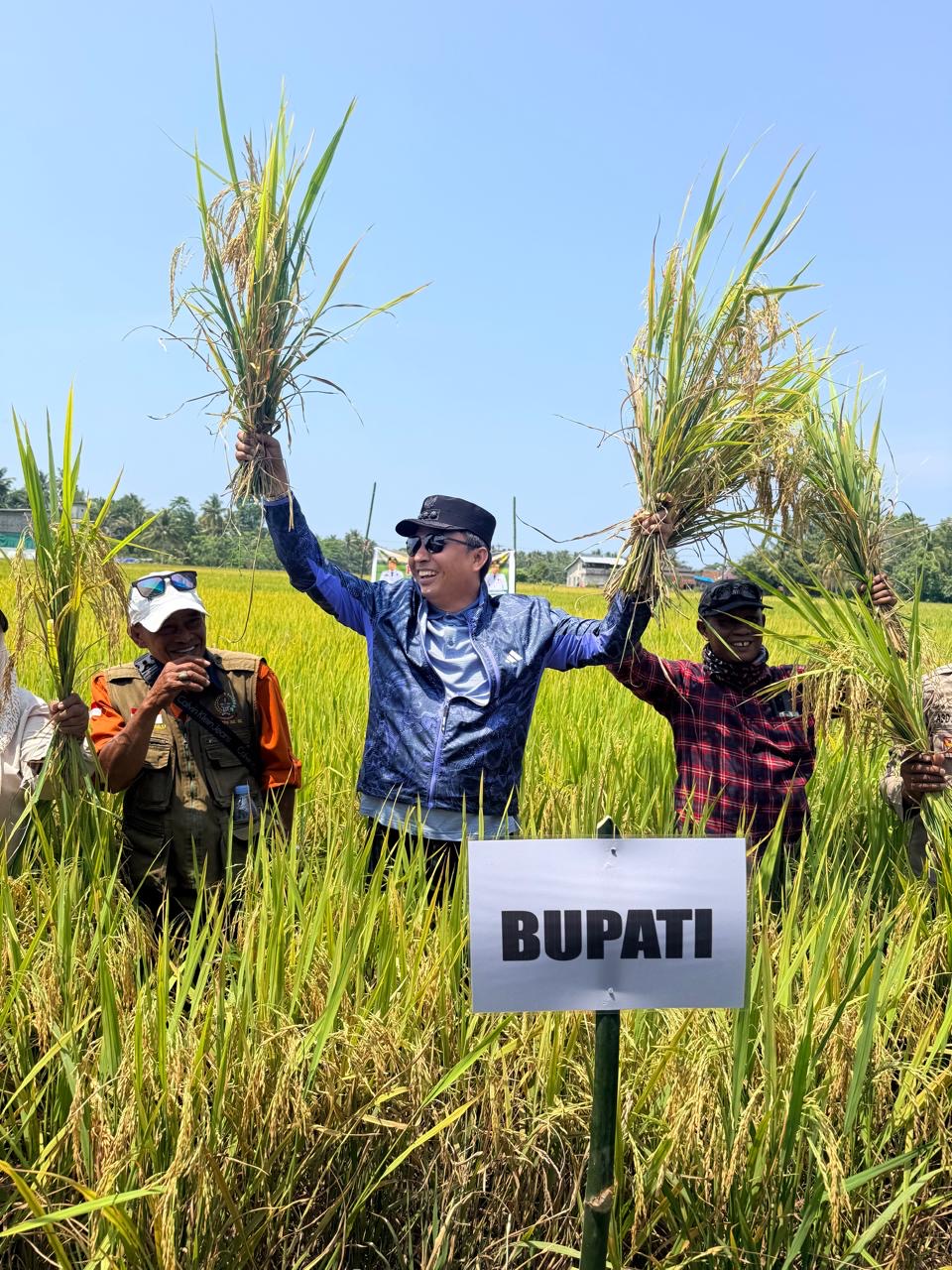 Panen Perdana Di Desa Pengkajoang, Bupati Tekankan Keberlanjutan Produksi Pertanian